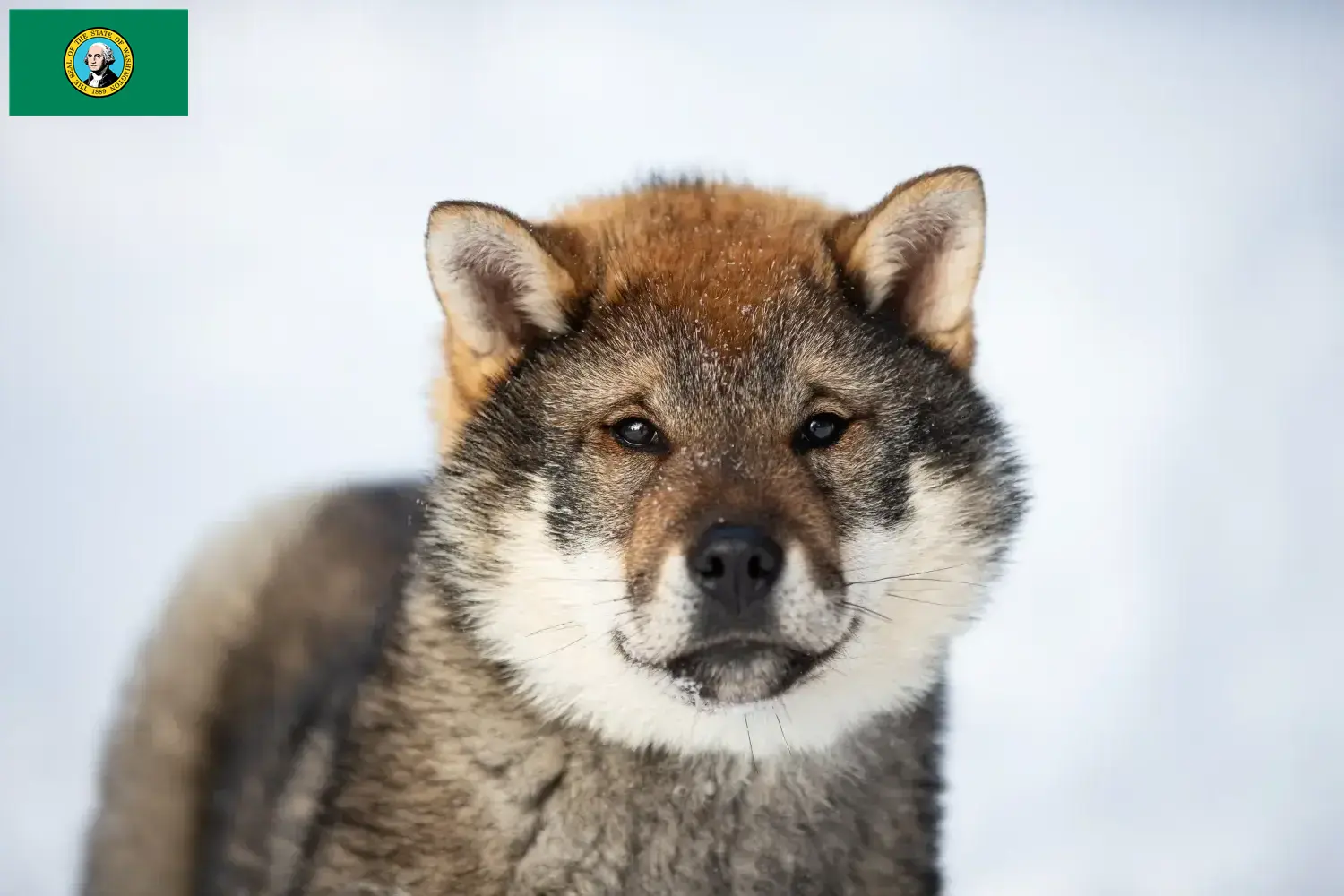 Read more about the article Shikoku breeders and puppies in Washington