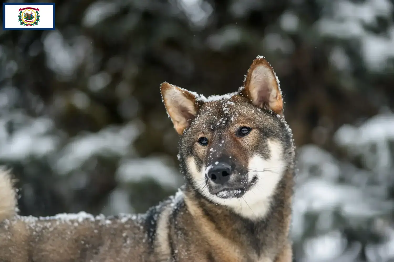 Read more about the article Shikoku breeders and puppies in West Virginia