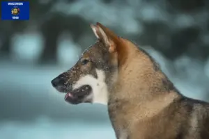 Read more about the article Shikoku breeders and puppies in Wisconsin