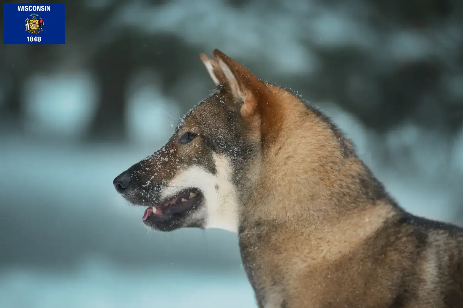 Read more about the article Shikoku breeders and puppies in Wisconsin