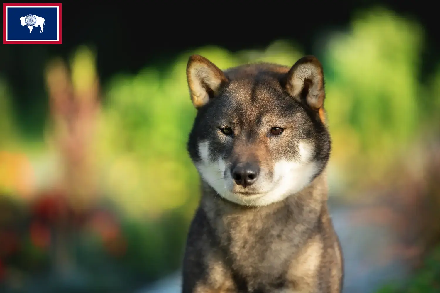 Read more about the article Shikoku breeders and puppies in Wyoming