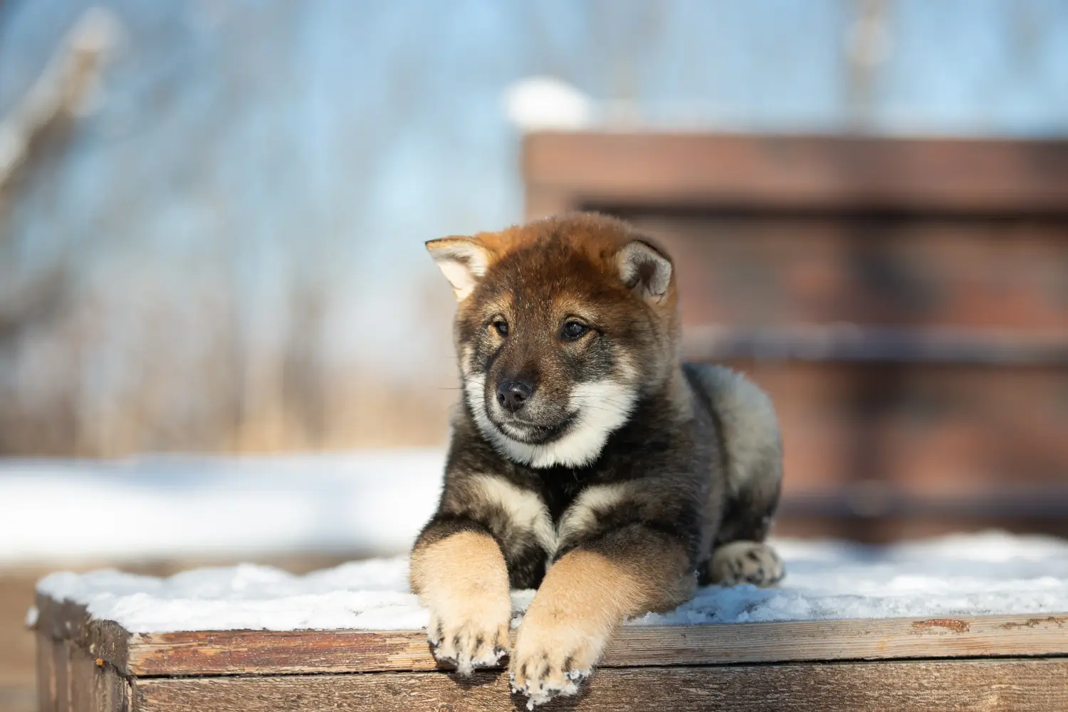 Buying a Shikoku puppy means taking responsibility! Buy Shikoku puppies.