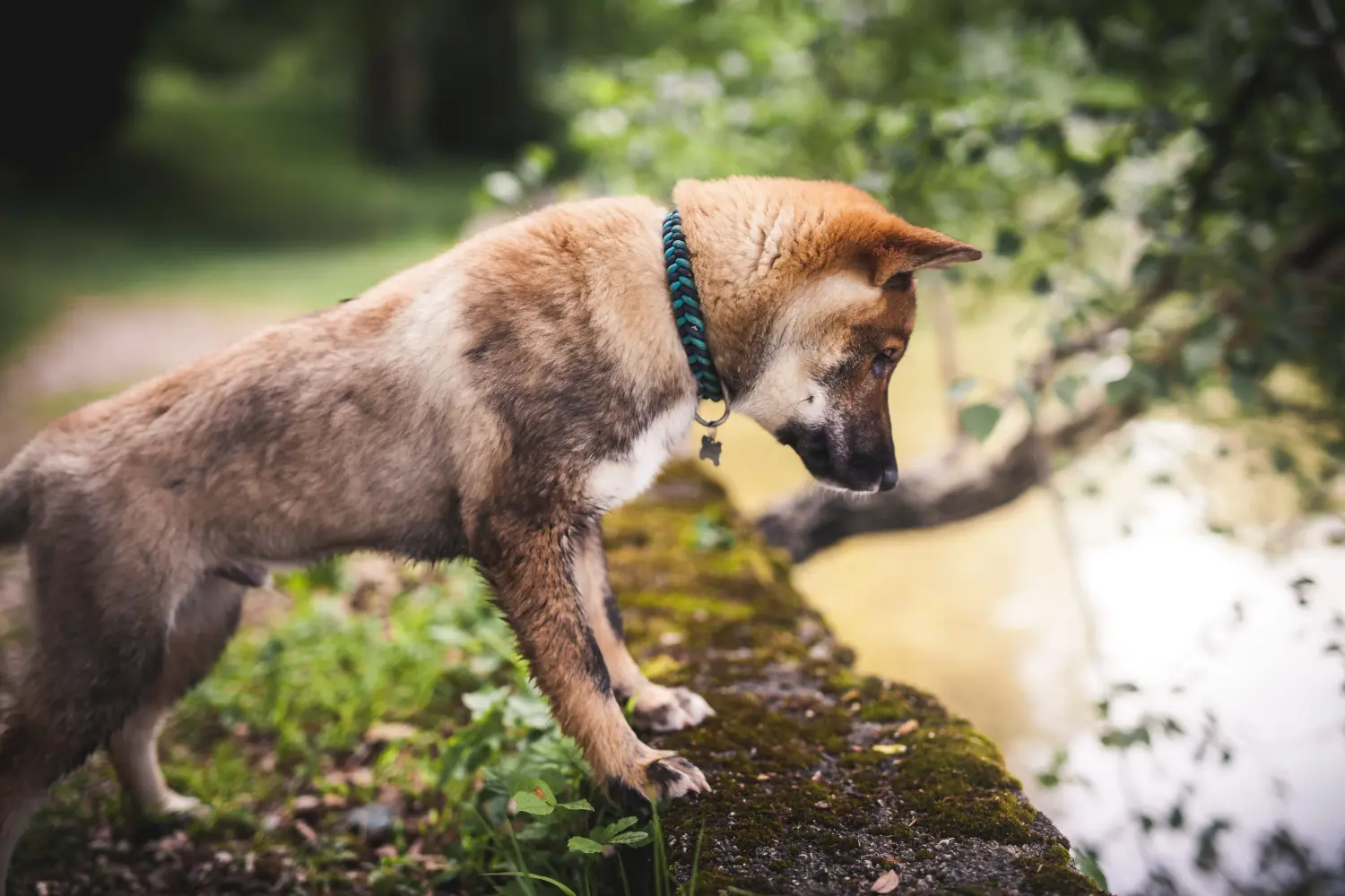 Buying a Shikoku puppy means taking responsibility! Buy Shikoku puppies.