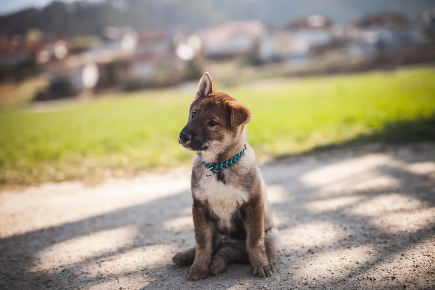 Buying a Shikoku puppy means taking responsibility! Buy Shikoku puppies.