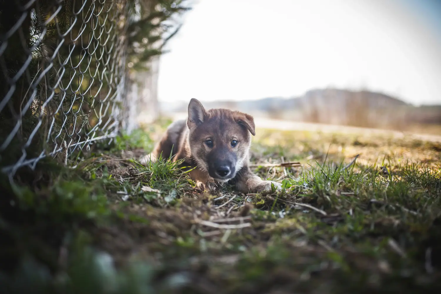 Buying a Shikoku puppy means taking responsibility! Buy Shikoku puppies.
