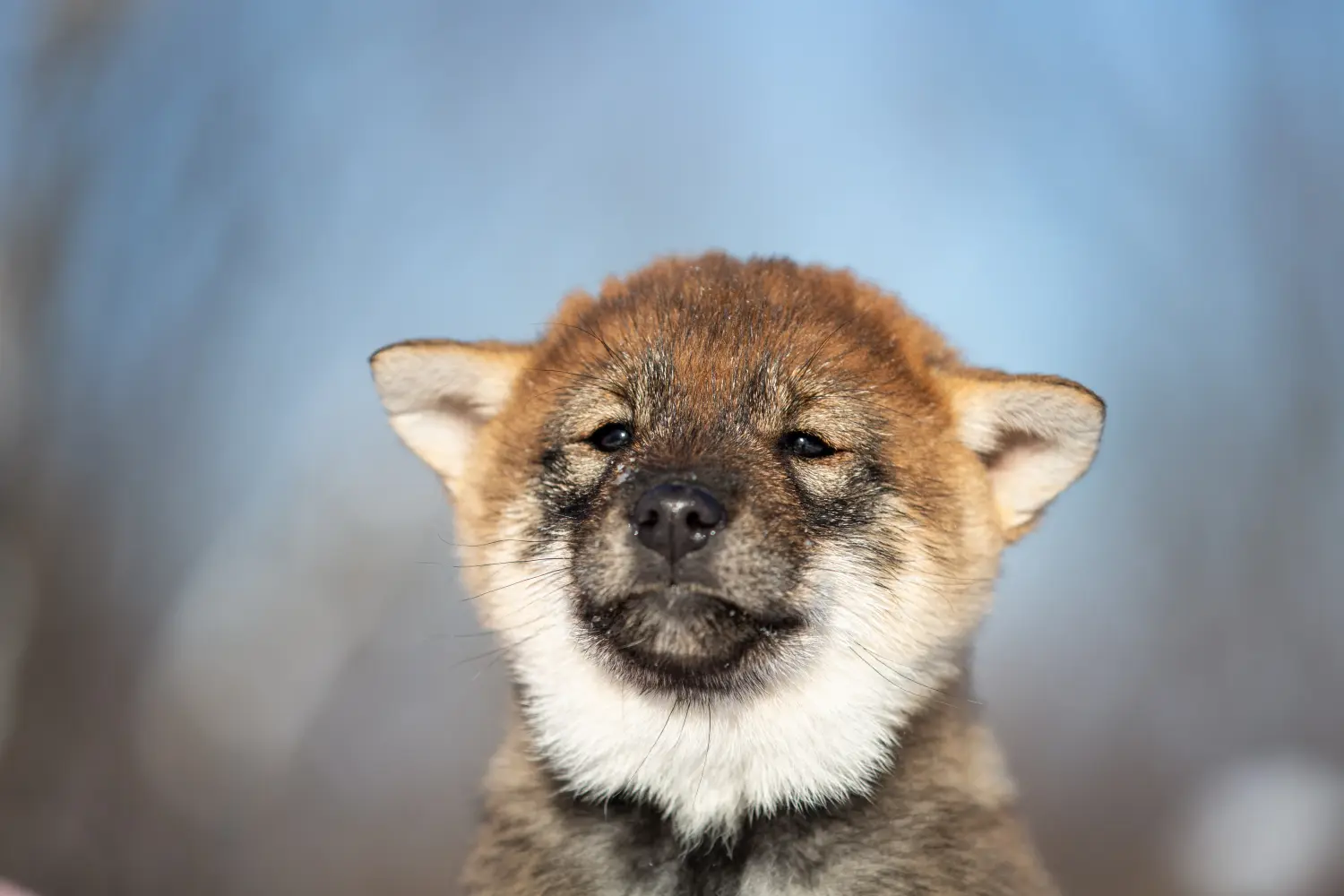 Buying a Shikoku puppy means taking responsibility! Buy Shikoku puppies.