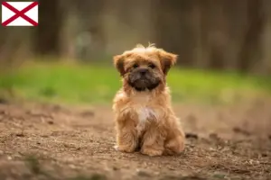 Read more about the article Shorkie breeders and puppies in Alabama