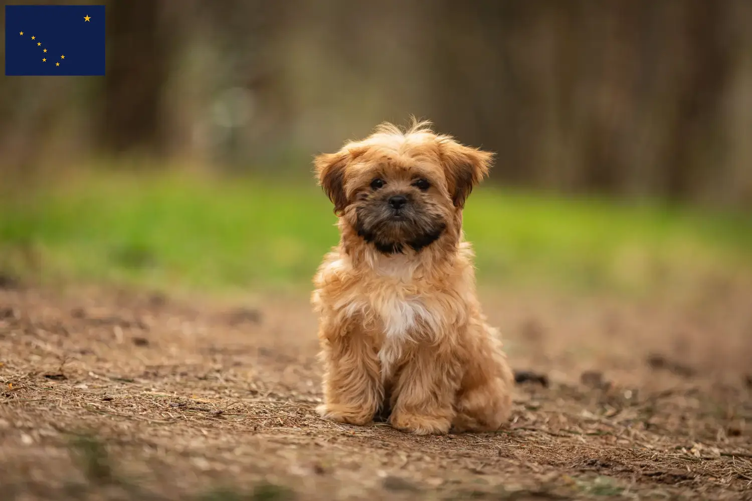 Shorkie puppies and breeder Alaska Here you can find Shorkies breeders in Alaska.