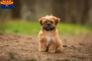 Read more about the article Shorkie breeders and puppies in Arizona