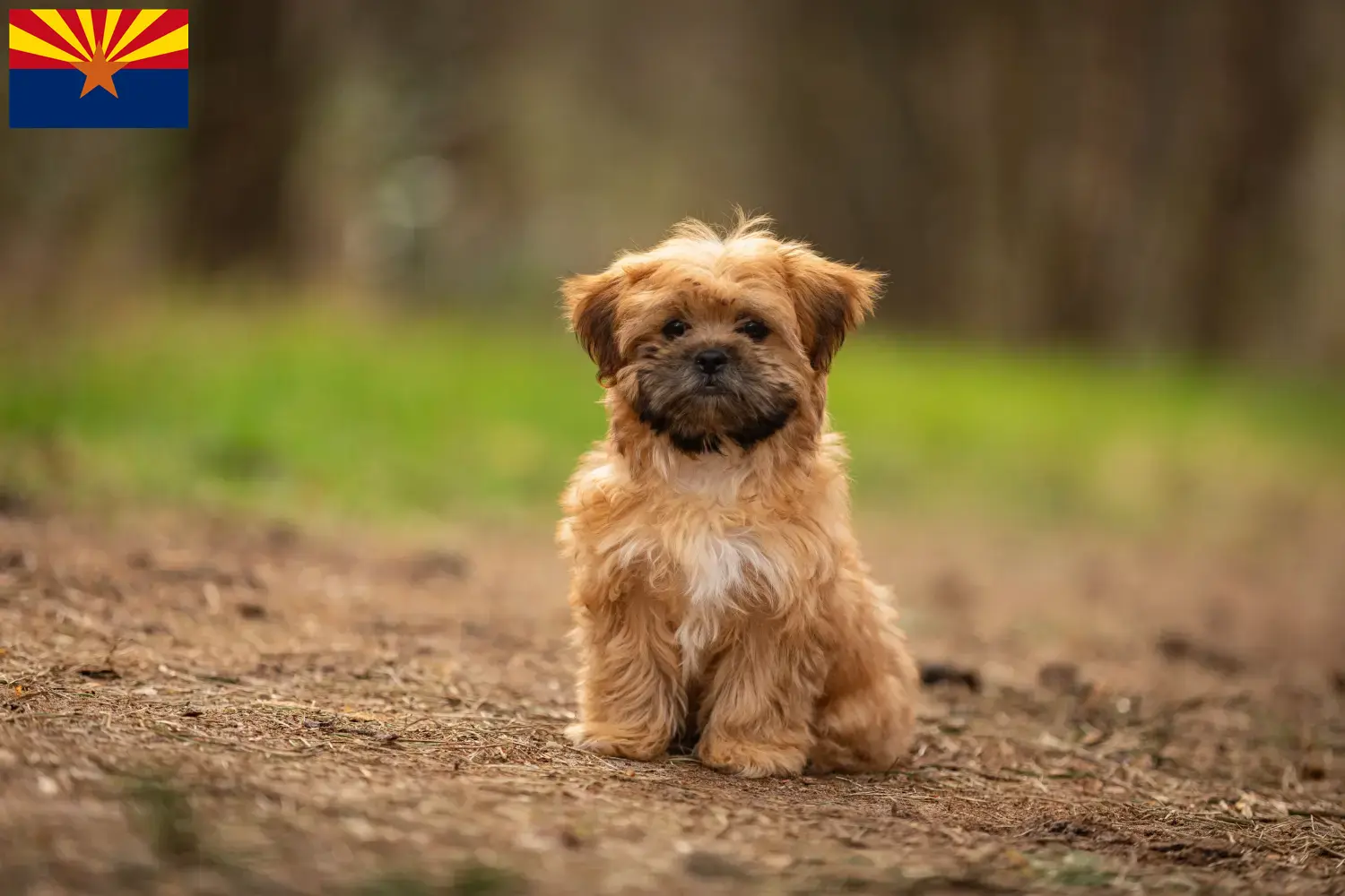 Shorkie puppies and breeder Arizona Here you can find Shorkies breeders in Arizona.