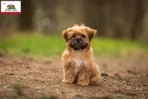 Read more about the article Shorkie breeders and puppies in California