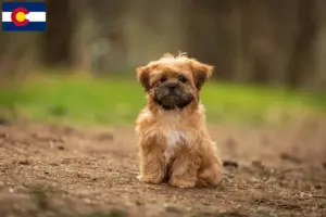 Read more about the article Shorkie breeders and puppies in Colorado