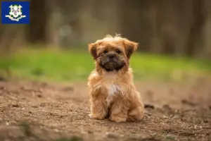 Read more about the article Shorkie breeders and puppies in Connecticut