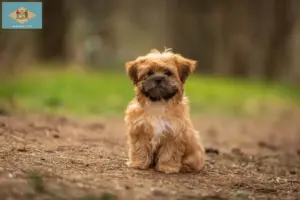 Read more about the article Shorkie breeders and puppies in Delaware