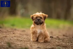 Read more about the article Shorkie breeders and puppies in Indiana