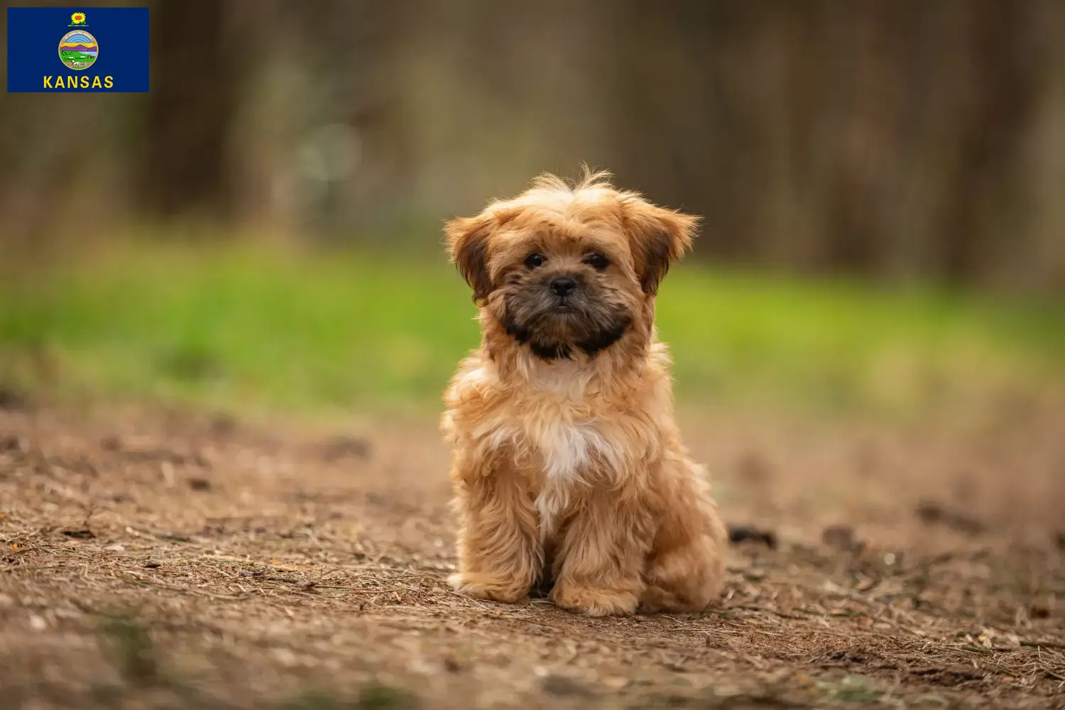Read more about the article Shorkie breeders and puppies in Kansas