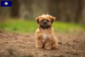 Read more about the article Shorkie breeders and puppies in Kentucky
