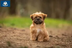 Read more about the article Shorkie breeders and puppies in Louisiana