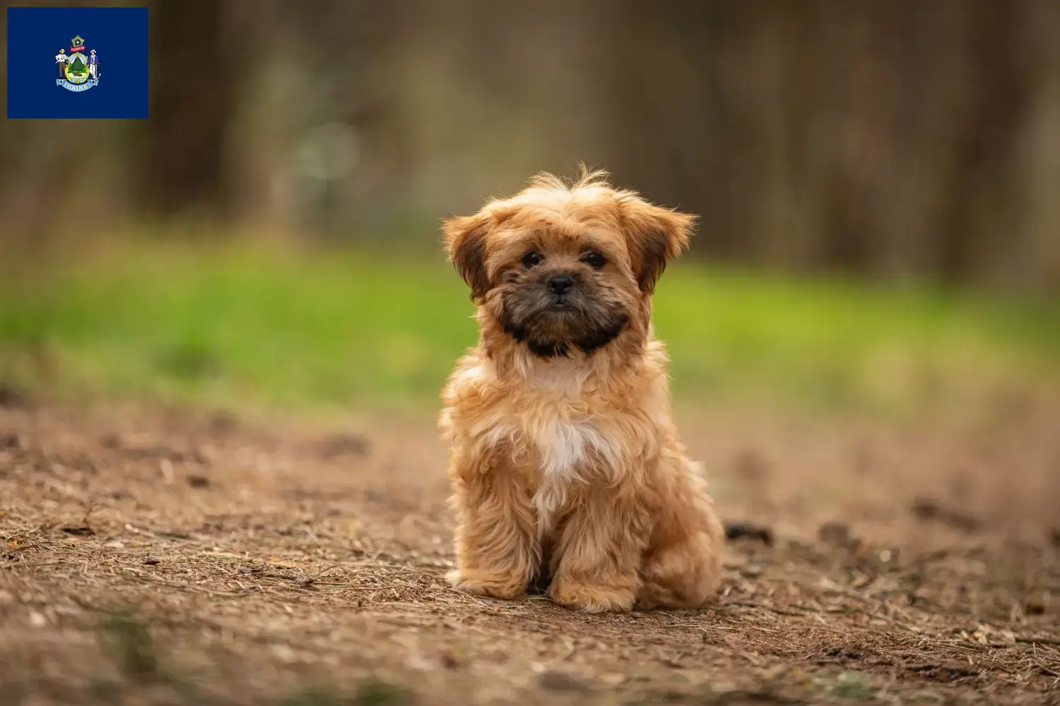 Shorkie puppies and breeders Maine Find Shorkies breeders in Maine here.