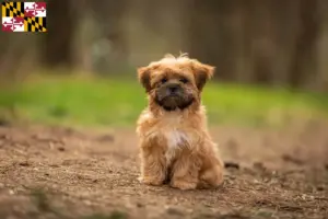 Read more about the article Shorkie breeders and puppies in Maryland