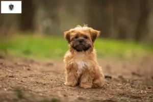 Read more about the article Shorkie breeders and puppies in Massachusetts