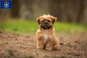Read more about the article Shorkie breeders and puppies in Michigan