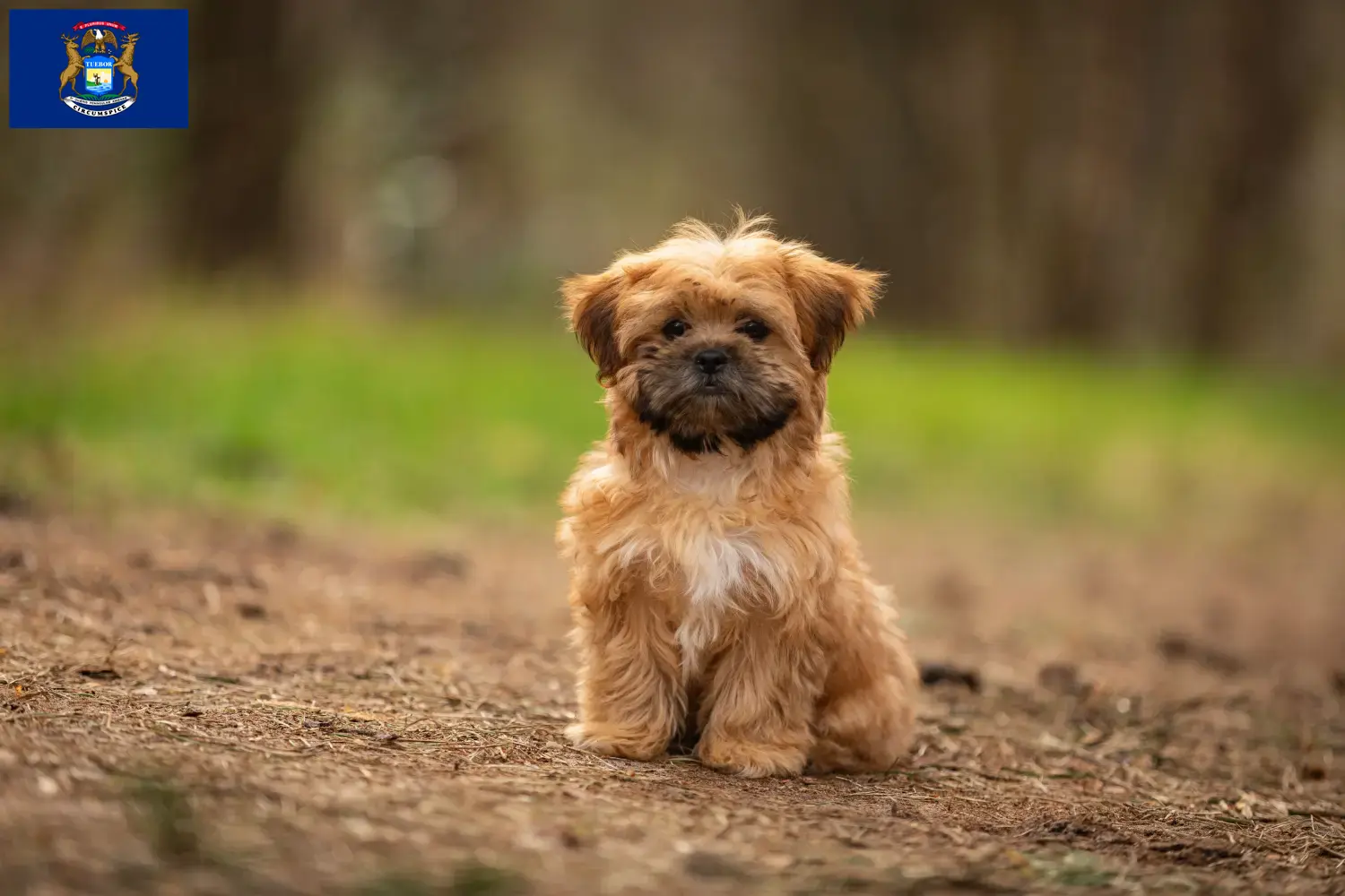 Shorkie puppies and breeders Michigan Find Shorkies breeders in Michigan here.