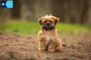 Read more about the article Shorkie breeders and puppies in Minnesota