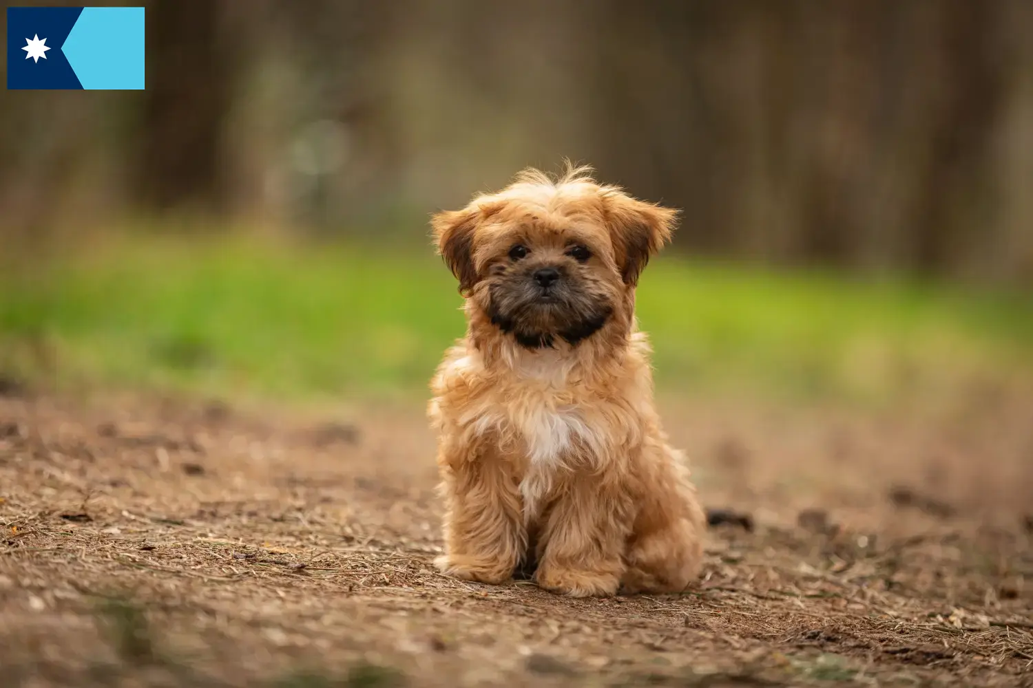 Shorkie puppies and breeders Minnesota Here you can find Shorkies breeders in Minnesota.