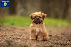 Read more about the article Shorkie breeders and puppies in Montana