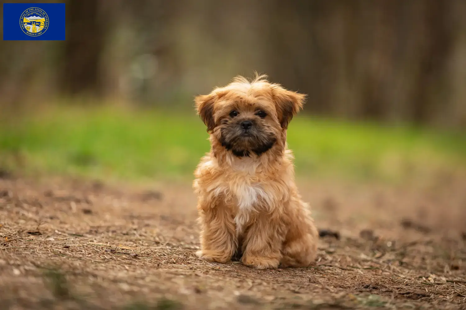 Shorkie puppies and breeders Nebraska Here you can find Shorkies breeders in Nebraska.
