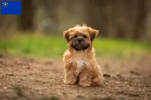 Read more about the article Shorkie breeders and puppies in Nevada