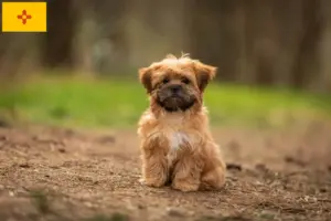 Read more about the article Shorkie breeders and puppies in New Mexico