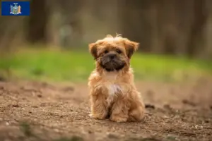 Read more about the article Shorkie breeders and puppies in New York