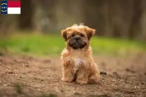 Read more about the article Shorkie breeders and puppies in North Carolina