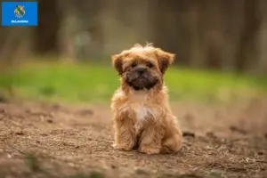 Read more about the article Shorkie breeders and puppies in Oklahoma
