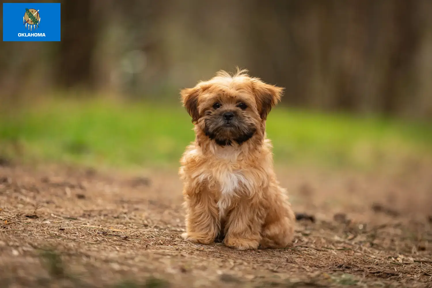 Shorkie puppies and breeders Oklahoma Here you can find Shorkies breeders in Oklahoma.