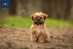Read more about the article Shorkie breeders and puppies in Pennsylvania