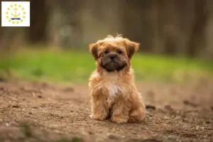 Read more about the article Shorkie breeders and puppies in Rhode Island