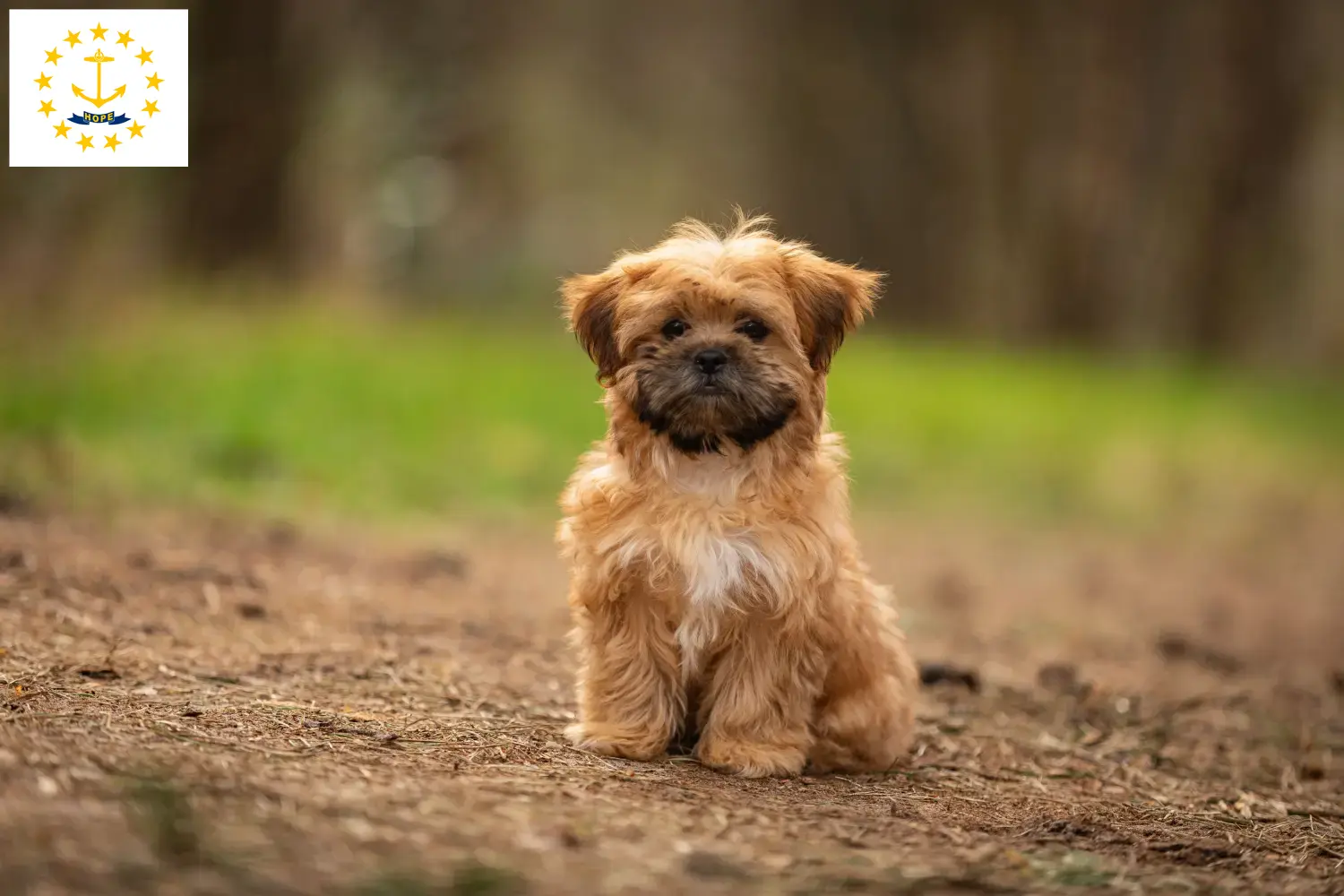 Shorkie puppies and breeders Rhode Island Find Shorkies breeders in Rhode Island here.