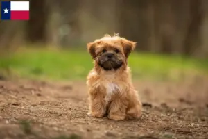 Read more about the article Shorkie breeders and puppies in Texas