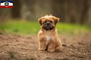 Read more about the article Shorkie breeders and puppies in Utah