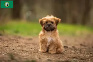 Read more about the article Shorkie breeders and puppies in Washington
