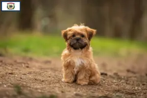 Read more about the article Shorkie breeders and puppies in West Virginia