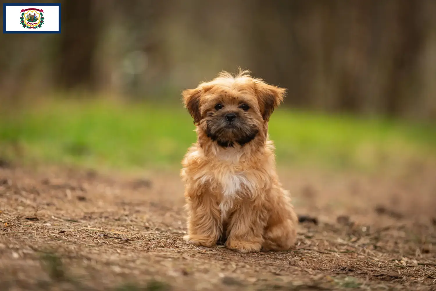 Shorkie puppies and breeders West Virginia Here you can find Shorkies breeders in West Virginia.