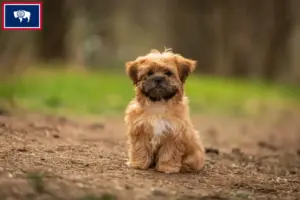 Read more about the article Shorkie breeders and puppies in Wyoming