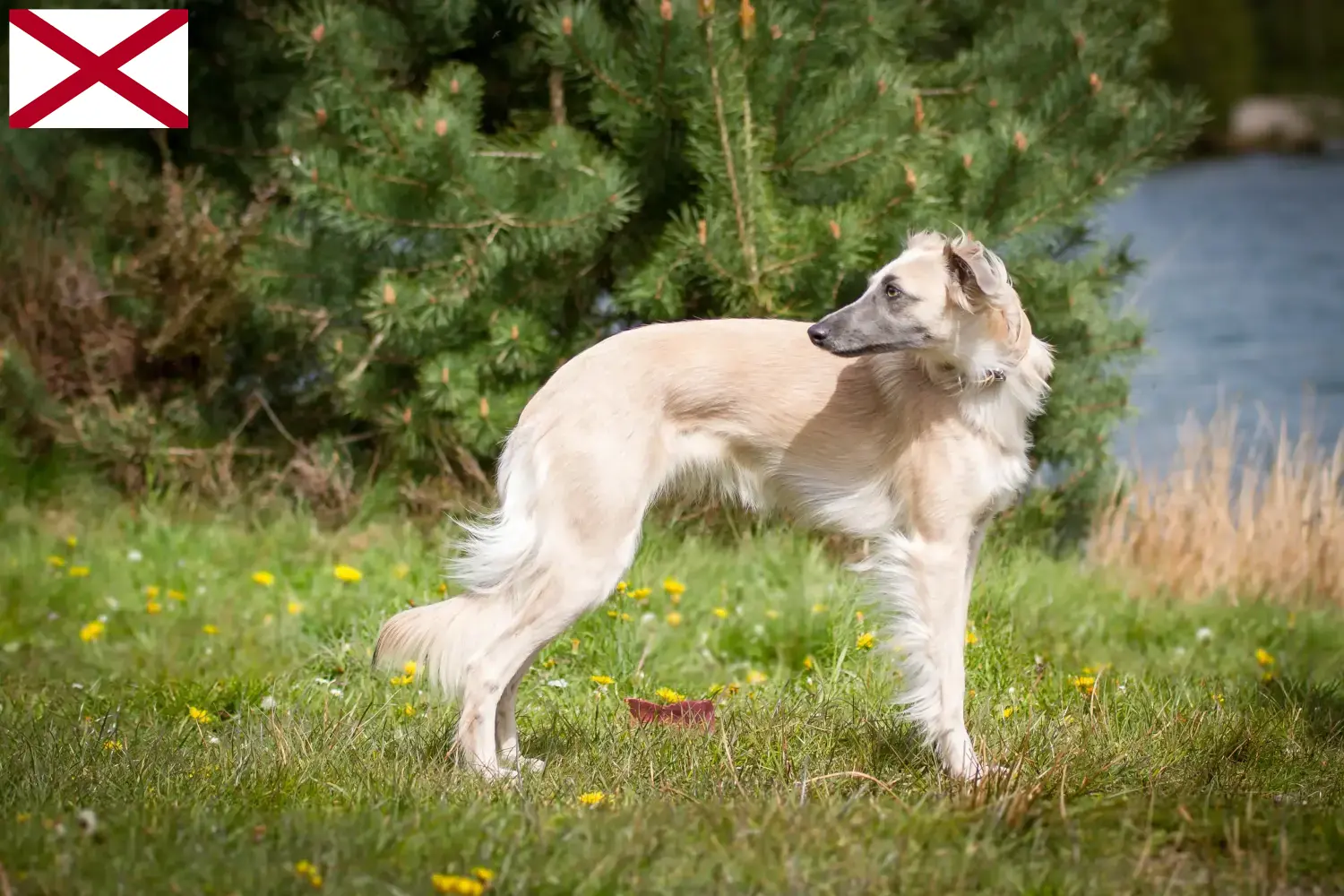 Read more about the article Silken Windsprite breeders and puppies in Alabama