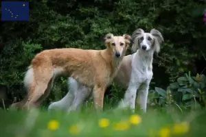 Read more about the article Silken Windsprite breeders and puppies in Alaska