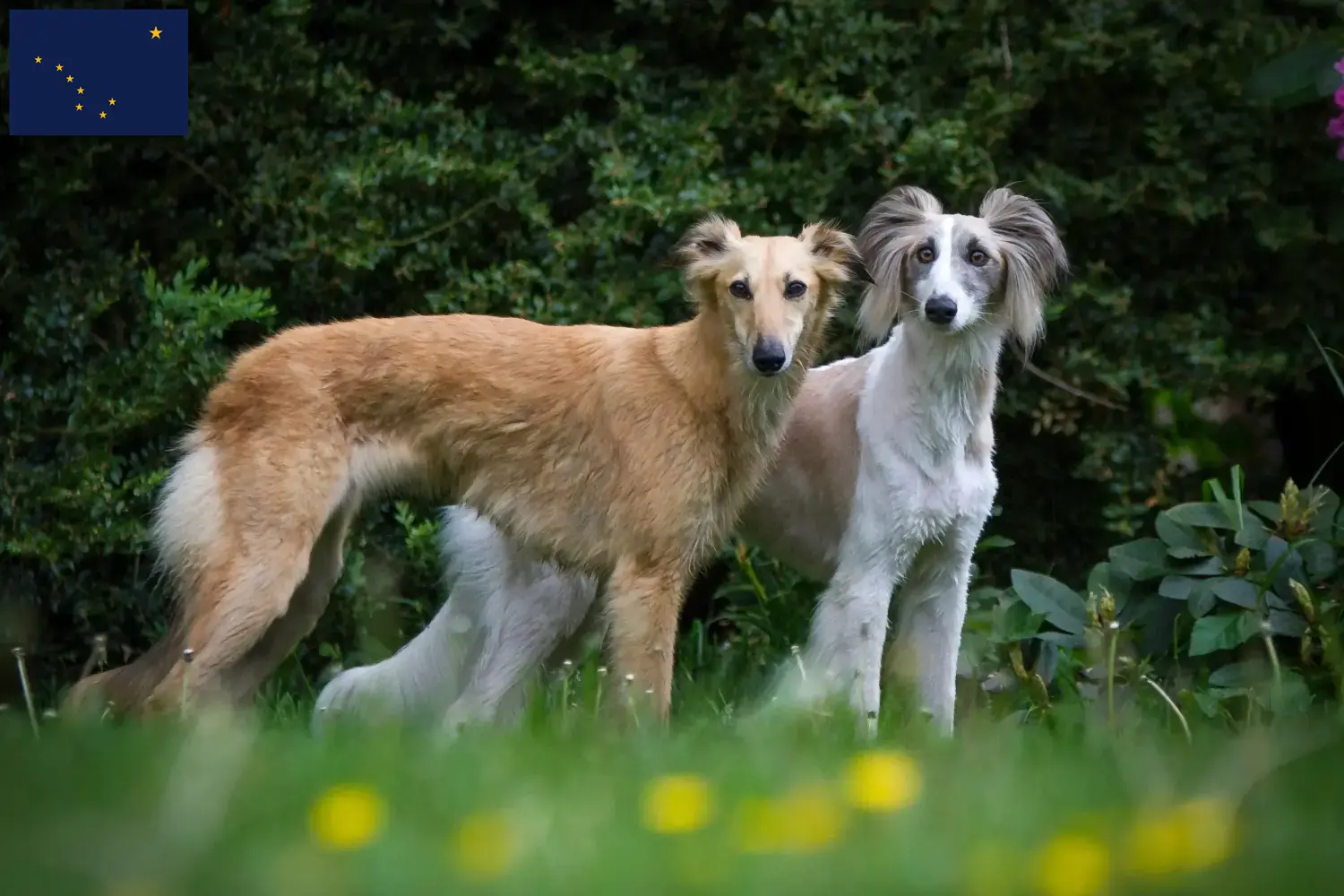 Read more about the article Silken Windsprite breeders and puppies in Alaska