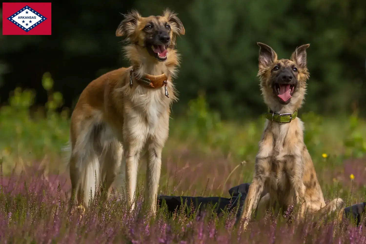 Read more about the article Silken Windsprite breeders and puppies in Arkansas